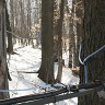 Agape Valley Sugar Bush Tour 2008